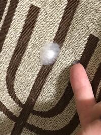 軒下に綿のような 毛のかたまりのようなものが付いていました 画像 Yahoo 知恵袋