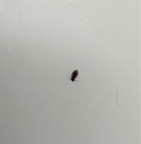 画像あります この黒い虫は何者ですか 教えて 住まいの先生 Yahoo 不動産