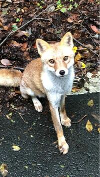 狐は何科の動物ですか キツネ科ってありました 狐は何科の動物ですか キツ Yahoo 知恵袋