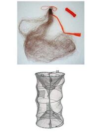 ワタリガニを飼育しようと思っています 大きさは甲幅１０ｃｍ弱で Yahoo 知恵袋