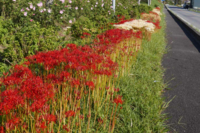 彼岸花に匂いはありますか 私もヒガンバナの香りを嗅いだことがありますが Yahoo 知恵袋