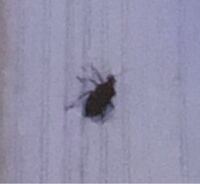 もみじの葉の裏にに小さな黒い虫が密集しています 羽の付いている奴もい Yahoo 知恵袋