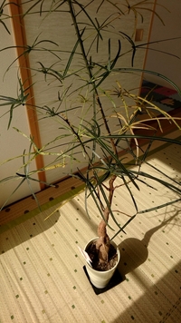 観葉植物のボトルツリーを育てています 1年前くらいに10cmくらいだった Yahoo 知恵袋