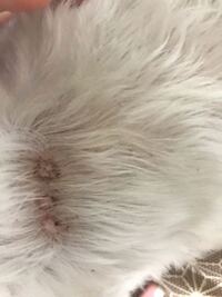 うちの犬の頭に黒いかさぶたというか なんかのカスの集まったもののようなのがあり Yahoo 知恵袋