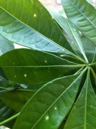 コンプリート 観葉植物 葉 白い 観葉植物 葉 白い筋