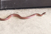 この蛇の種類わかりませんか 自宅玄関にいました 30センチくらいでなんとな Yahoo 知恵袋