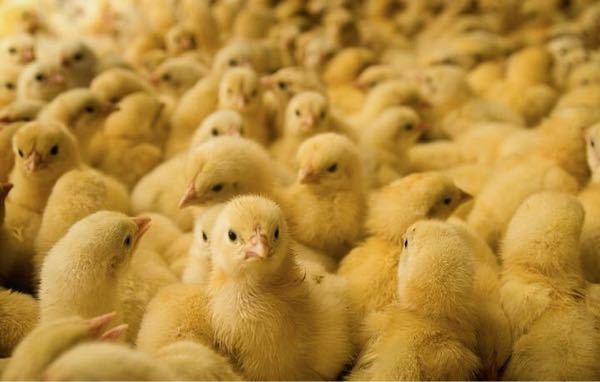 冷凍 ヒヨコ オス 送料無料 冷凍国産ヒヨコ300匹 公式通販