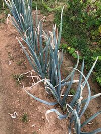 長ネギさひ病等のダコニールは何日ごとに散布したらいいのですか Yahoo 知恵袋