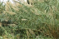 この大きなススキみたいな植物の名前を教えてください よろしくお願いいたしま Yahoo 知恵袋