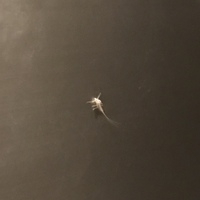 この生き物はなんですか ポストにくっついていました 全体で3cm Yahoo 知恵袋