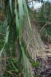 先ほどのススキみたいな植物の名前を質問させていただき お二方のご Yahoo 知恵袋