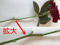 薔薇につく虫について 薔薇に コガネ虫を小さくしたような黒い虫がつきます Yahoo 知恵袋