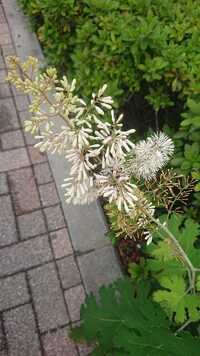 道端に咲いている花を調べています 本でもネットでも調べましたが名前が分 Yahoo 知恵袋