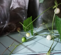 この植物の名前を 教えてください 熟れると 白くなるみたいです Yahoo 知恵袋