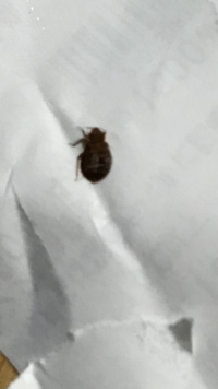 南京虫 ダニ 2ヶ月前に南京虫らしき虫に刺されるようになり 数 Yahoo 知恵袋