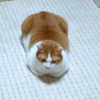 デブ猫ってどう思いますか 私は猫を飼っていますが ごくごく普通 Yahoo 知恵袋