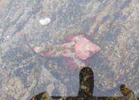 鳥取県で海釣りしたときに 潮溜まりで見たことない魚を見つけました Yahoo 知恵袋