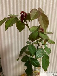 薔薇ターンブルー青龍我が家に 薔薇ターンブルーと青龍が 仲間入りしまし Yahoo 知恵袋
