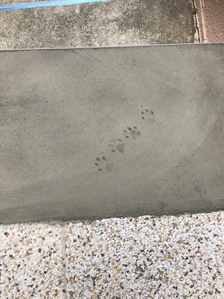 コンクリート打ちました が 猫の足跡がついてました ４つ どんな状況でこの Yahoo 知恵袋