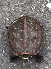 亀 クサガメ 脱皮 餌食べないこんにちは２週間まえから餌を食べな Yahoo 知恵袋