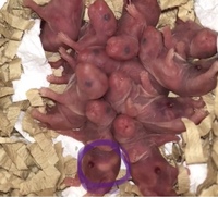 生後3日のカラーハムスターの赤ちゃんなんですが写真の紫で囲んでる Yahoo 知恵袋
