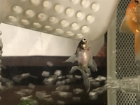 金魚すくいは虐待ですか 金魚から見るとそうだとおもいます Yahoo 知恵袋
