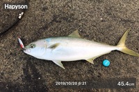 ハマチと ヒラマサの違いを教えてください 見た目は似てますが 外見で見分け Yahoo 知恵袋