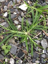 オヒシバという雑草に効く除草剤はなんですか 普通の除草剤ではあまり効き目が Yahoo 知恵袋