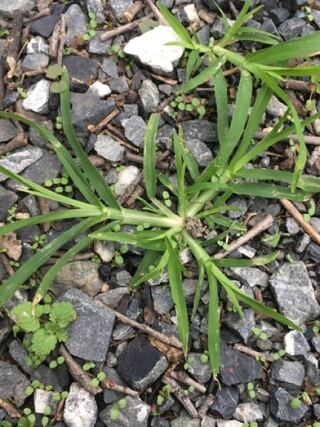 イネ科の雑草何ですが 除草剤が効かない物が増えて困ってます 植物 Yahoo 知恵袋