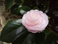 ビオラの花期はいつまで ビオラの花期はいつまででし Yahoo 知恵袋