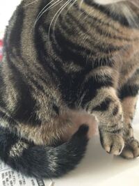 うちの猫が右前脚をつかないで歩いています 骨折でもしたかと思っていたの Yahoo 知恵袋