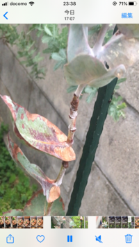 ライムの木が枯れそうです 地植えで８年目毎年たくさんの実をつけてくれますがこの Yahoo 知恵袋