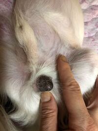 犬の睾丸に黒い染みができています この画像の染みは何でしょうか ちなみ Yahoo 知恵袋