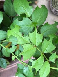 バラの葉の虫食い犯人 この綺麗に丸く食べてるやつは誰ですか Yahoo 知恵袋