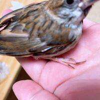 鳥の片足立ちの理由を教えて下さい鳥がリラックスしたり眠くなると片足 Yahoo 知恵袋