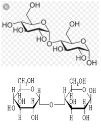 マルトース Maltose Japaneseclass Jp