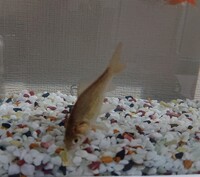 子供がお祭りの金魚すくいで連れて帰ってきました この金魚はなんという種類の Yahoo 知恵袋