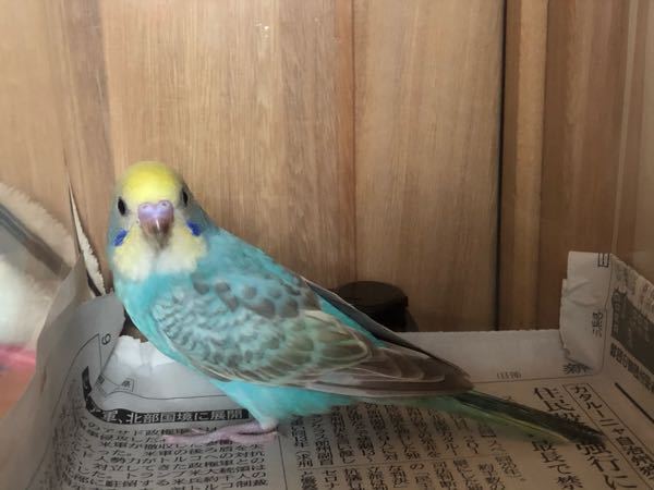 このセキセイインコはパステルレインボーですか パステルレインボーやパ Yahoo 知恵袋
