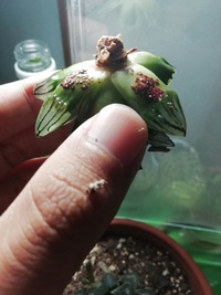 多肉植物の病気について質問させてください うちのアトロフスカミュータントが Yahoo 知恵袋