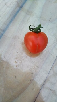 中玉トマトを家庭菜園で栽培してますが 画像の様な筋が縦に付きます Yahoo 知恵袋