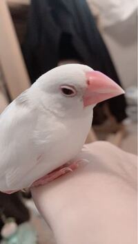 文鳥が貧血にならないようにするには何をあげれば良いのでしょうか 野菜 Yahoo 知恵袋