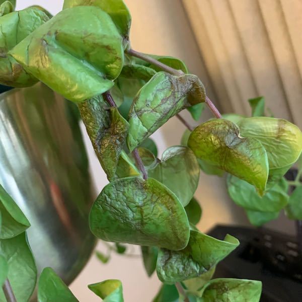 2ヶ月前に買ったエスキナンサスタイピングの元気がなく、一部の葉が