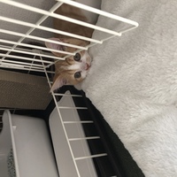 猫飼ってるんですがノイローゼなりそうです オス 生後 Yahoo 知恵袋