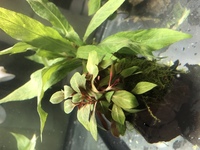 Co2添加なしで赤い水草はありますか 60cm水槽に水草を沢山生 Yahoo 知恵袋