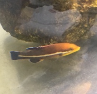 この海水魚の名前を教えてください 神奈川県のとある堤防で釣りまし Yahoo 知恵袋