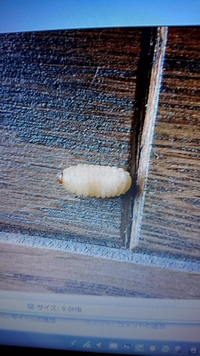 数ヶ月前から 家で1センチぐらいの白いニョロニョロした虫を見るよう Yahoo 知恵袋