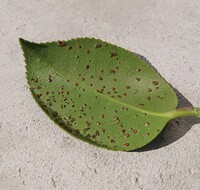 椿の葉の裏に写真の様な粒々ができました 木全体の葉にできています 病気 Yahoo 知恵袋
