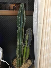 サボテンてどうしたら花が咲くんでしょうか 買った時は花がついてい Yahoo 知恵袋