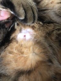 七つの大罪 に当てはまる花言葉の花を教えてください 詳しく Yahoo 知恵袋