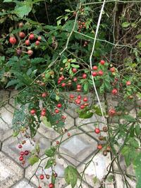 赤い実の植物の名前を知りたいんです 花束の中に入ってました 特徴は Yahoo 知恵袋